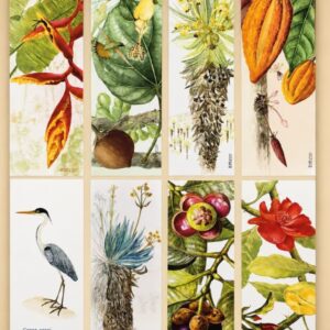 separadores de pagina ilustraciones botánicas