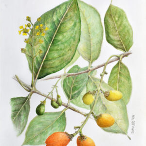 cereza de fraile
