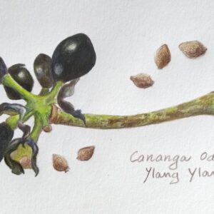 ilustracion botanica