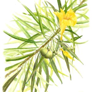 ilustracion botanica a color descriptiva de la especie cascabela thevetia con flor amarilla hojas lanceoladas y semilla verde.
