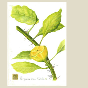 Pereskia bleo